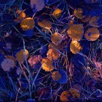 Frostige Birkenblätter im Gras auf Kodak Ektachrome E100VS Kodak Ektachrome E100VS