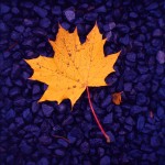 Ahornblatt auf Kodak Ektachrome E100VS Kodak Ektachrome E100VS